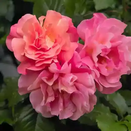 Foto von Strauchrose 'Freisinger Morgenröte' (Rosa 'Freisinger Morgenröte')