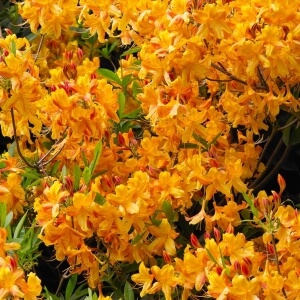 Laubabwerfende Azalee 'Coccinea Speciosa' / Rhododendron luteum
