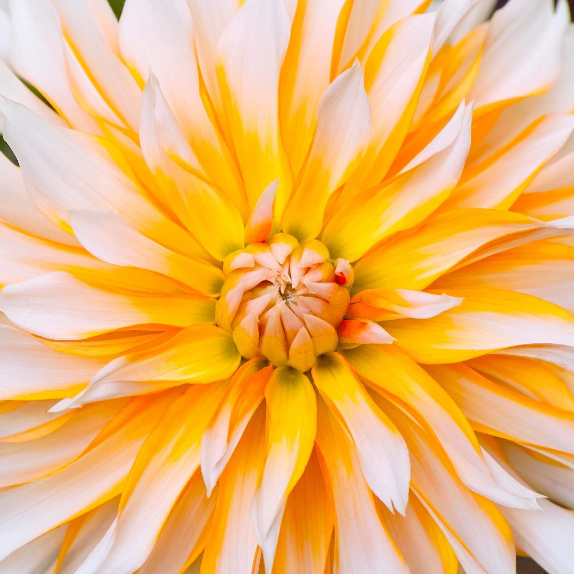 Dahlie 'Apelsini Sniega' (Dahlia 'Apelsini Sniega')