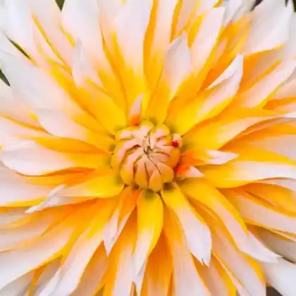 Foto von Dahlie 'Apelsini Sniega' (Dahlia 'Apelsini Sniega')