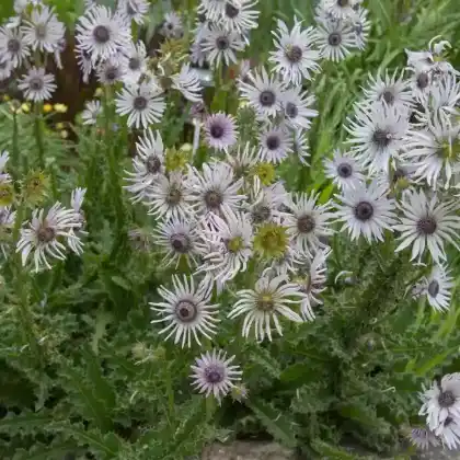Foto von Südafrikanische Purpurdistel (Berkheya purpurea)