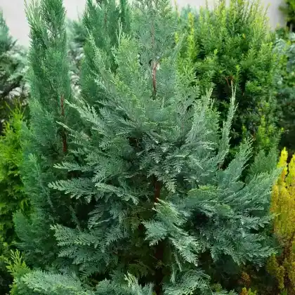 Foto von Blaue Säulenzypresse 'Columnaris' (Chamaecyparis lawsoniana 'Columnaris')