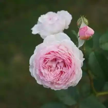 Foto von Englische Rose 'James Galway' (Rosa 'James Galway')