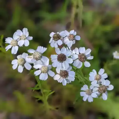 Foto von Sumpf-Schafgarbe (Achillea ptarmica)