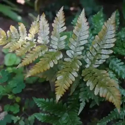 Foto von Zierfarn 'Golden Brilliant' (Dryopteris erythrosora 'Golden Brilliant')