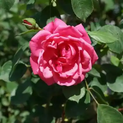Foto von Kletterrose 'Pink Climber' (Rosa 'Pink Climber')