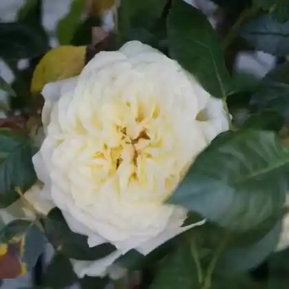 Foto von Kletterrose 'Elfe' (Rosa 'Elfe')