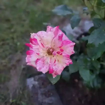 Foto von Rose 'Camille Pissarro' (Rosa 'Camille Pissarro')