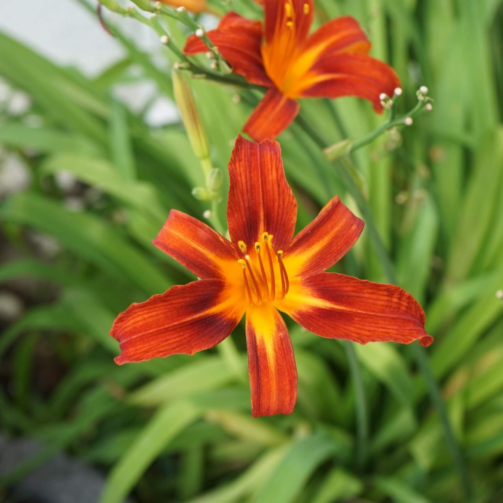 Braunrote Taglilie (Hemerocallis fulva)