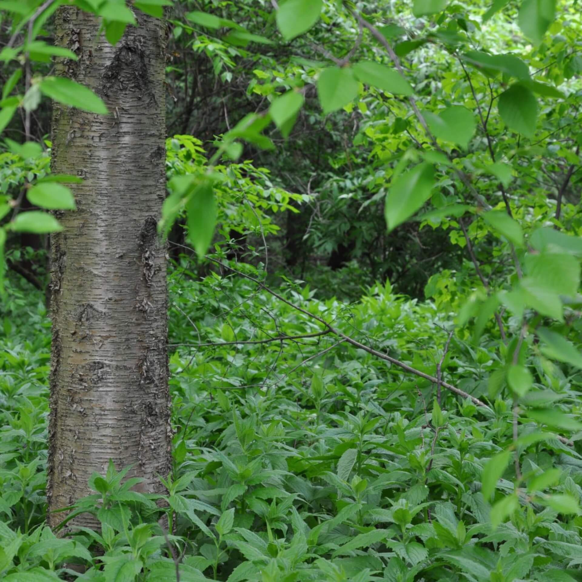 Gerippte Birke (Betula costata)