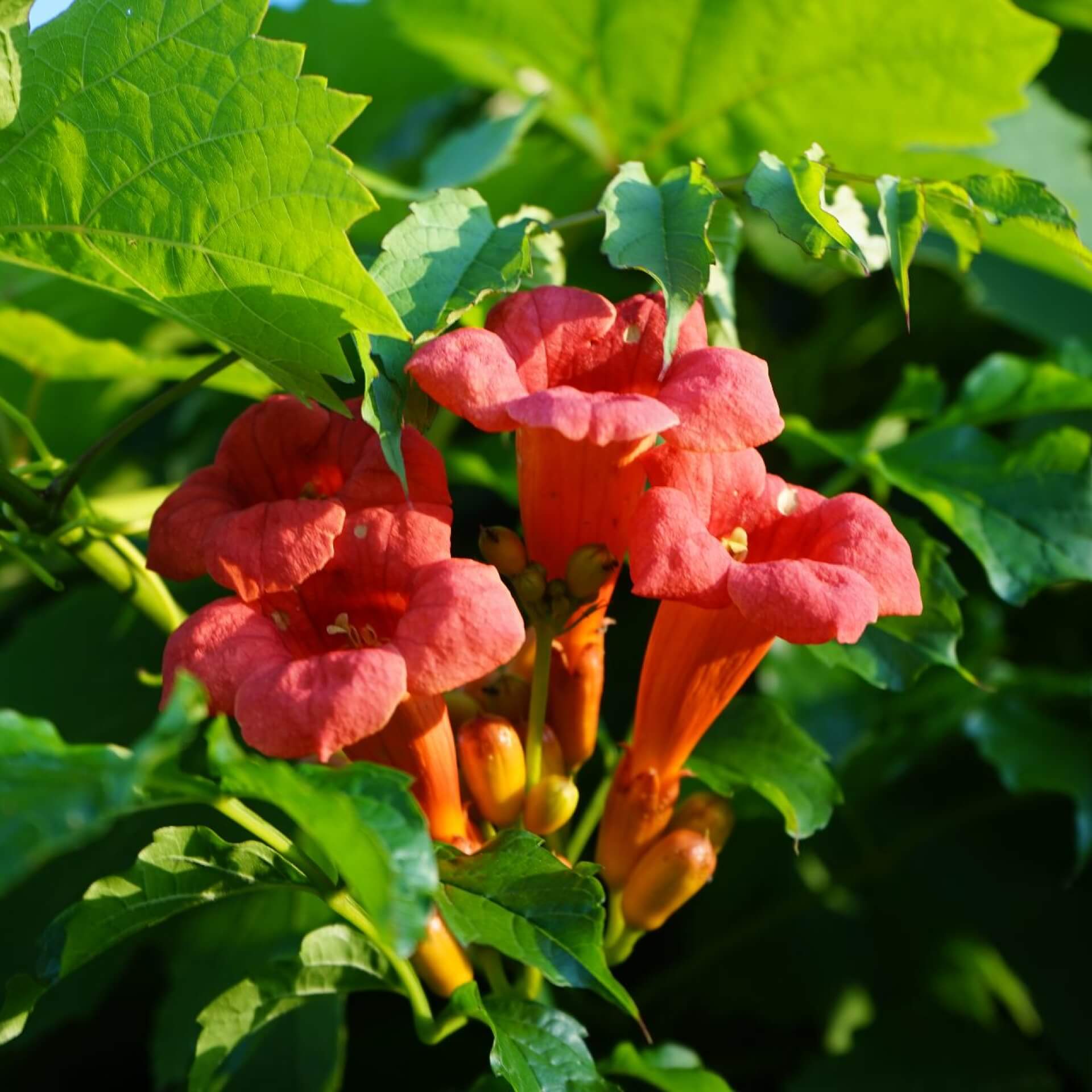 Orangerote Trompetenblume 'Mme Galen' (Campsis x tagliabuana 'Mme Galen')