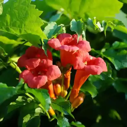 Foto von Orangerote Trompetenblume 'Mme Galen' (Campsis x tagliabuana 'Mme Galen')