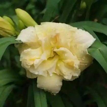 Foto von Taglilie 'Schnickel Fritz' (Hemerocallis x cultorum 'Schnickel Fritz')