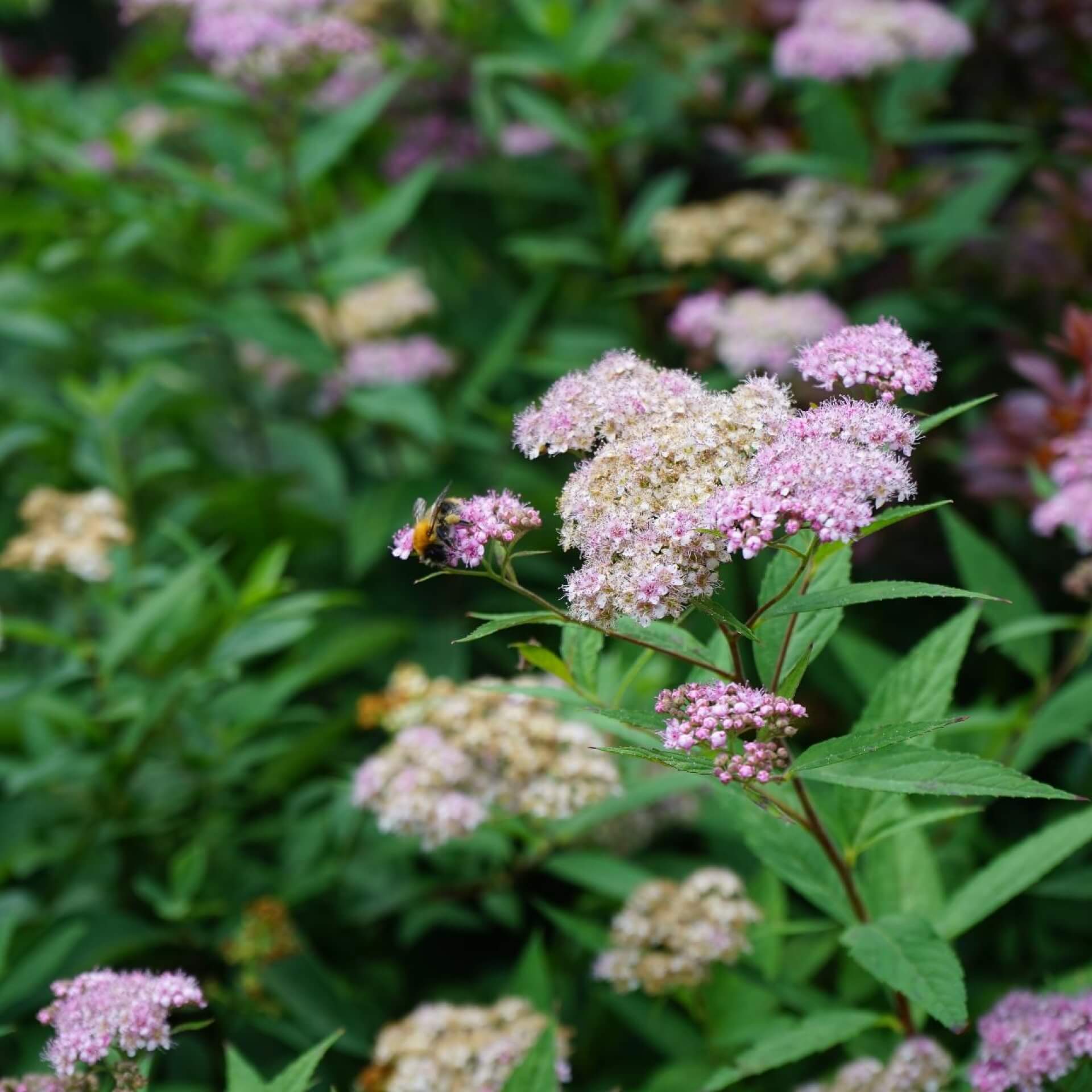 Zwergspiere 'Little Princess' (Spiraea japonica 'Little Princess')