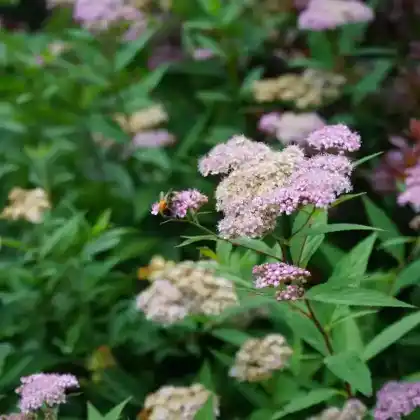 Foto von Zwergspiere 'Little Princess' (Spiraea japonica 'Little Princess')