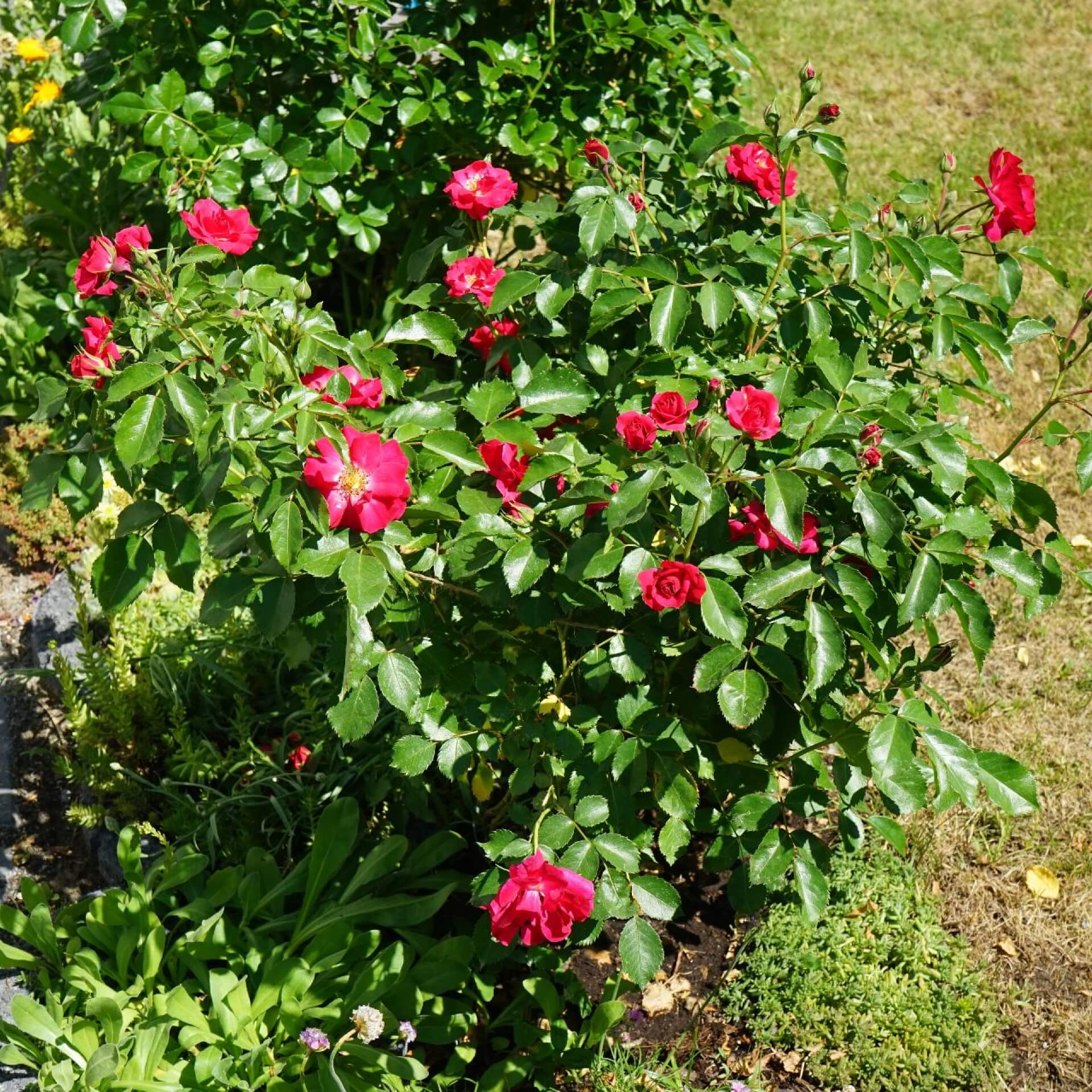 Beetrose 'Rotilia' (Rosa 'Rotilia')