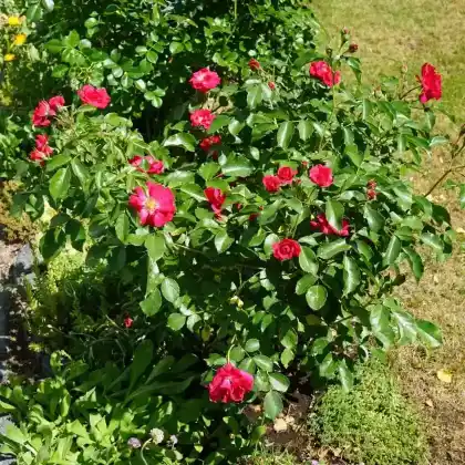 Foto von Beetrose 'Rotilia' (Rosa 'Rotilia')