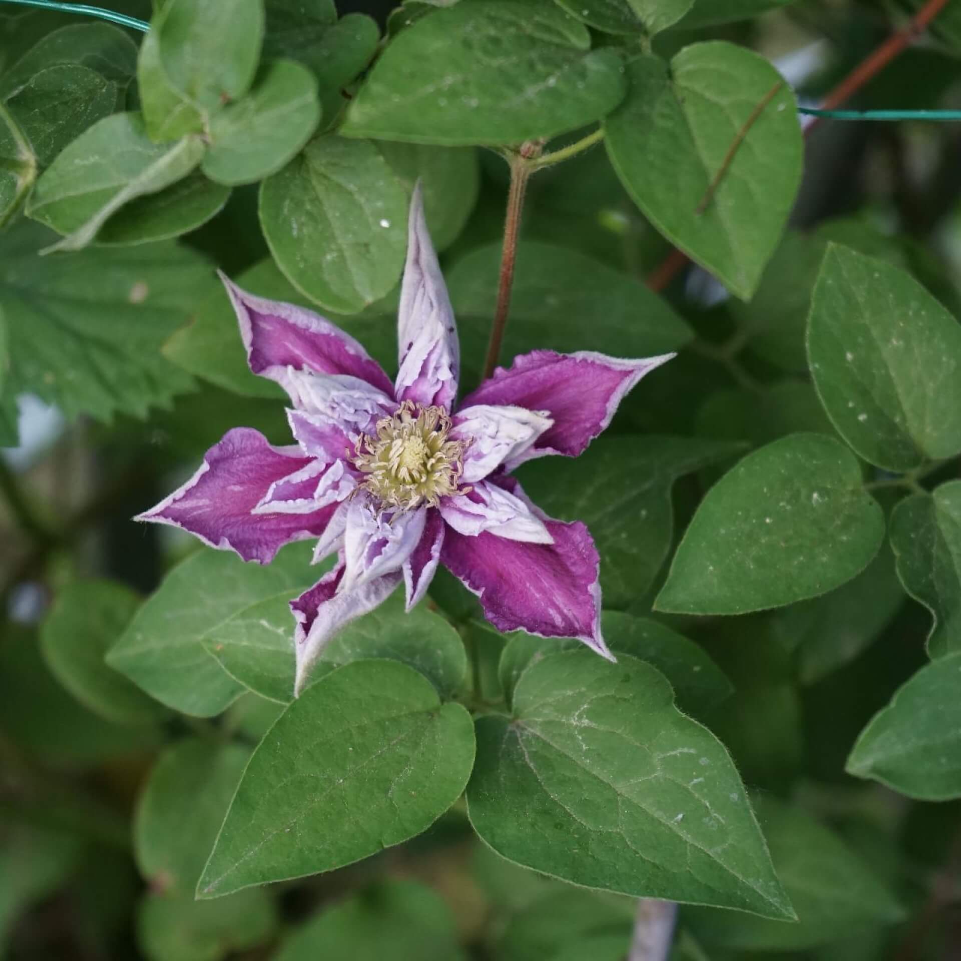 Clematis 'Piilu' (Clematis 'Piilu')