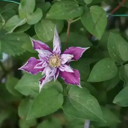 Foto von Clematis 'Piilu' (Clematis 'Piilu')