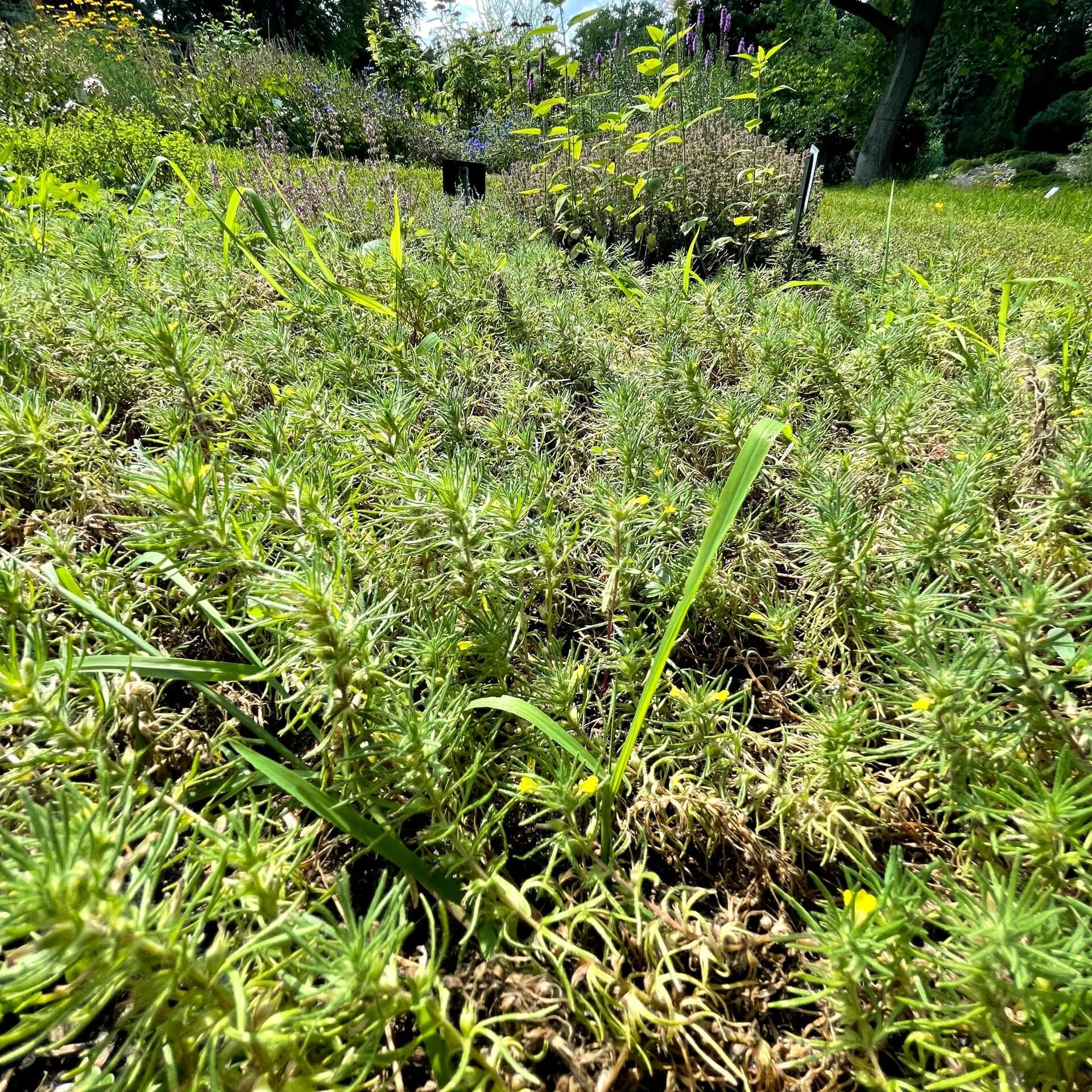 Gelber Günsel (Ajuga chamaepitys)