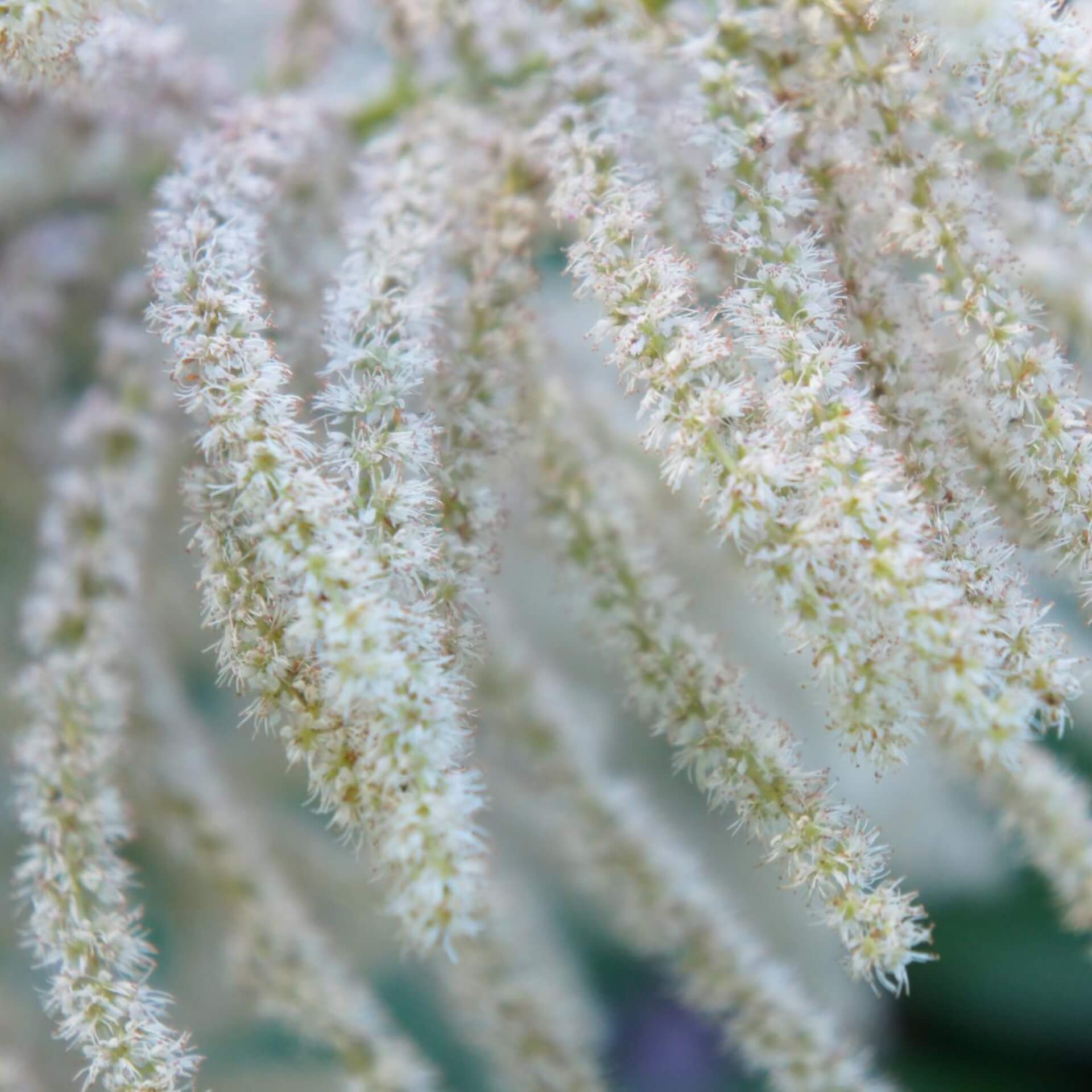 Hoher Geißbart 'Zweiweltenkind' (Aruncus sinensis 'Zweiweltenkind')