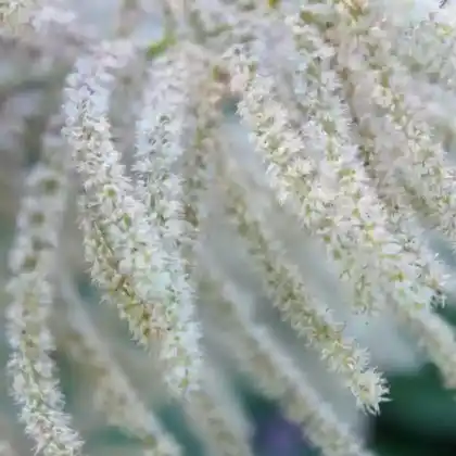 Foto von Hoher Geißbart 'Zweiweltenkind' (Aruncus sinensis 'Zweiweltenkind')