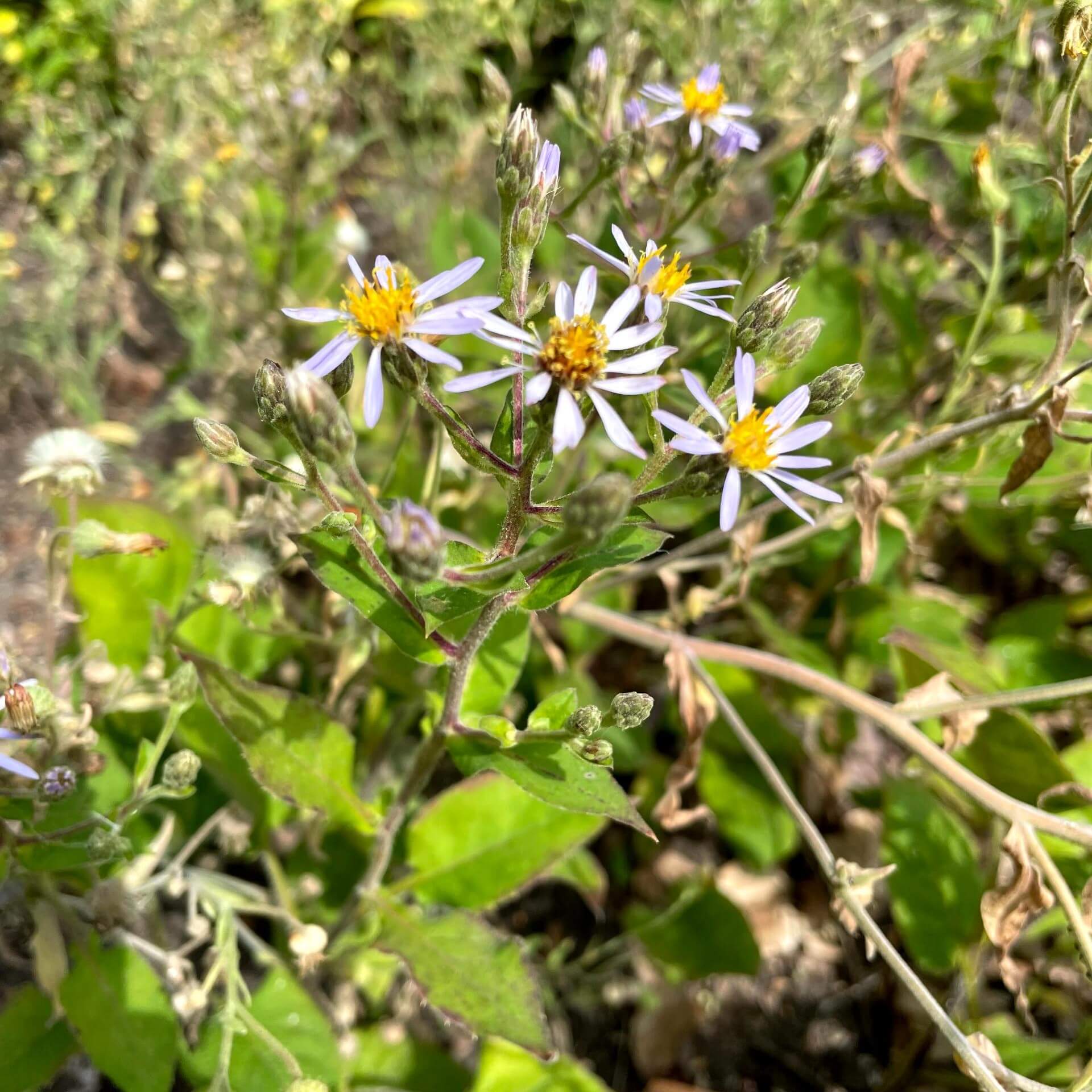 Großblättrige Aster (Aster macrophyllus)