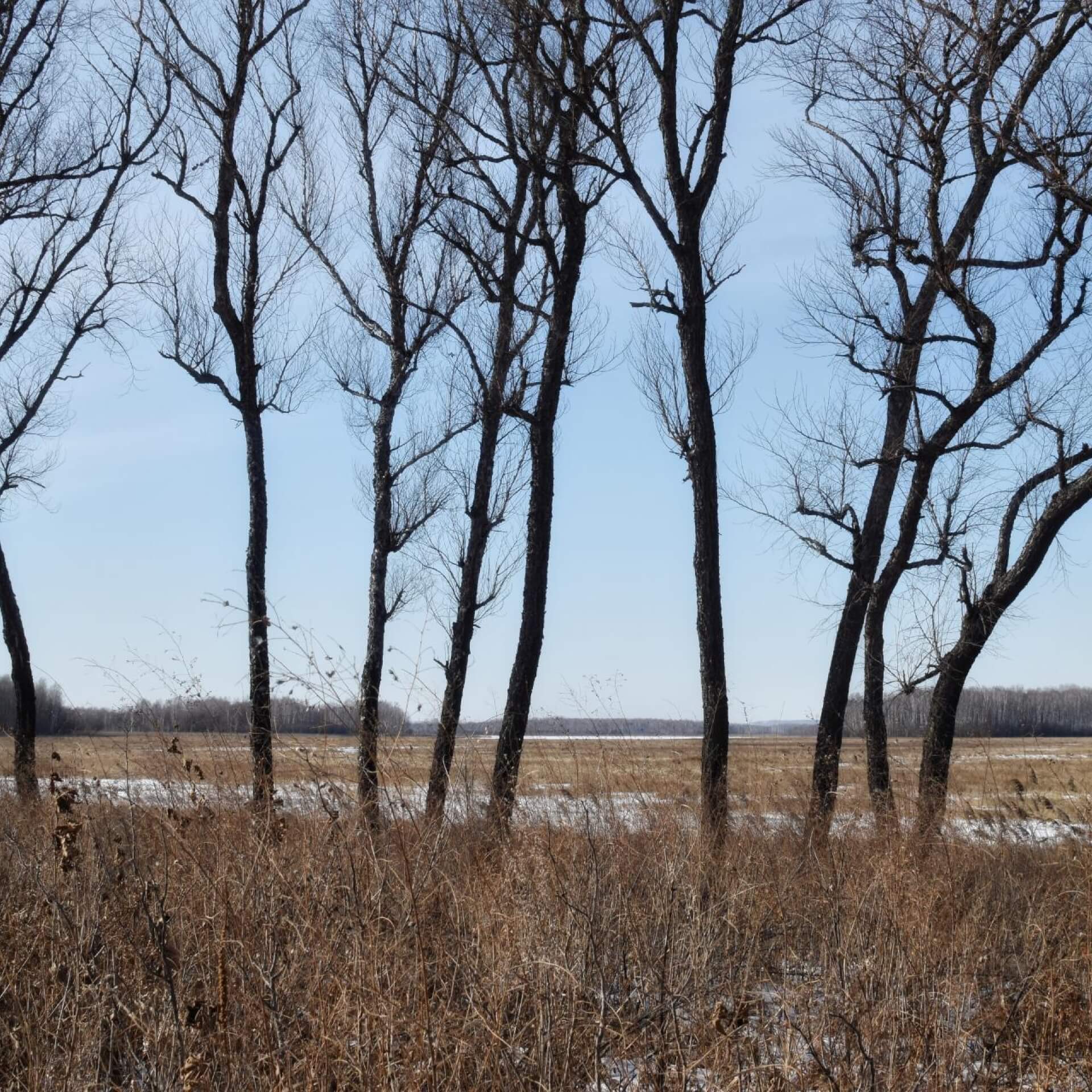 Mongolische Birke (Betula dahurica)