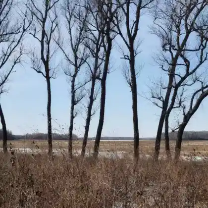 Foto von Mongolische Birke (Betula dahurica)