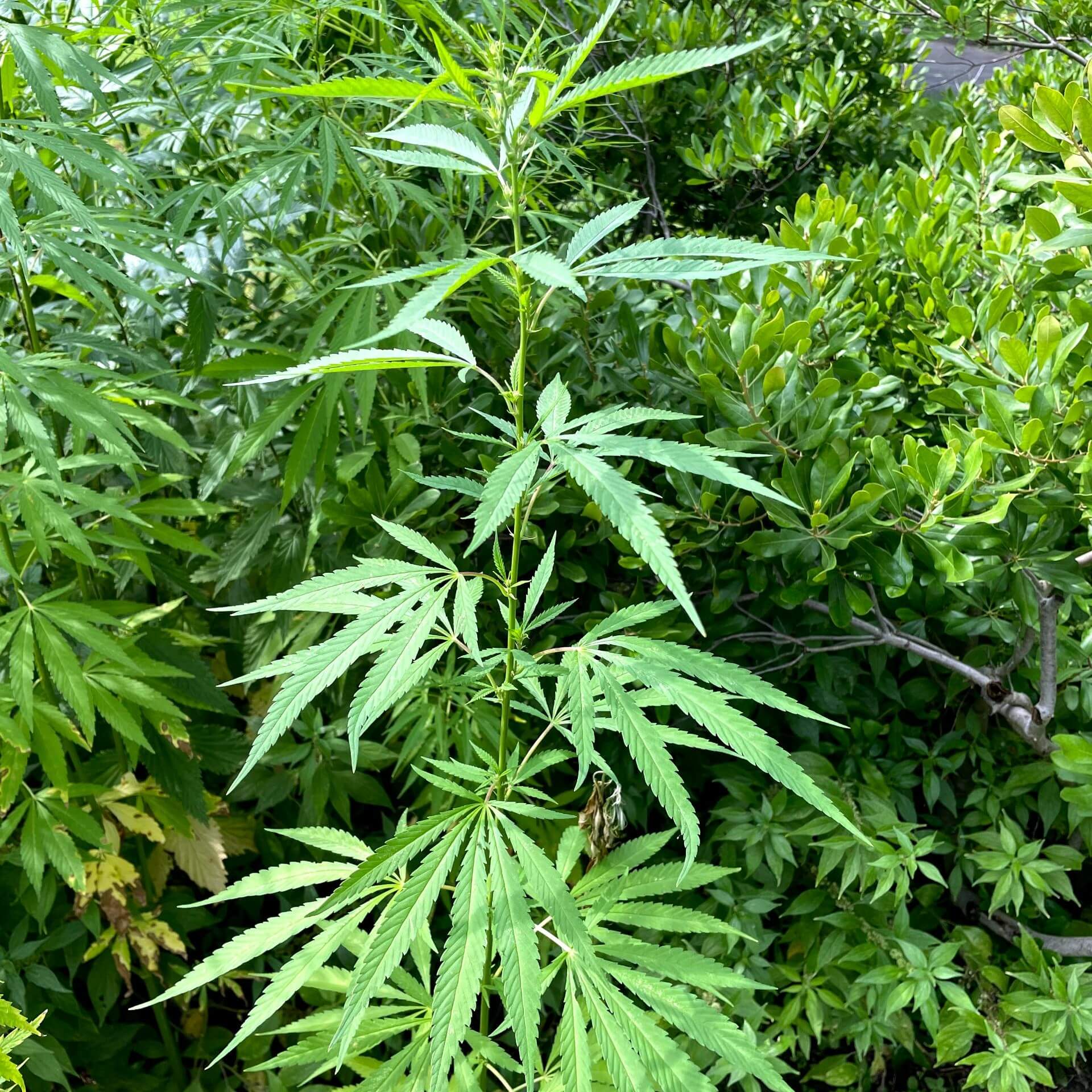 Gewöhnlicher Hanf (Cannabis sativa)