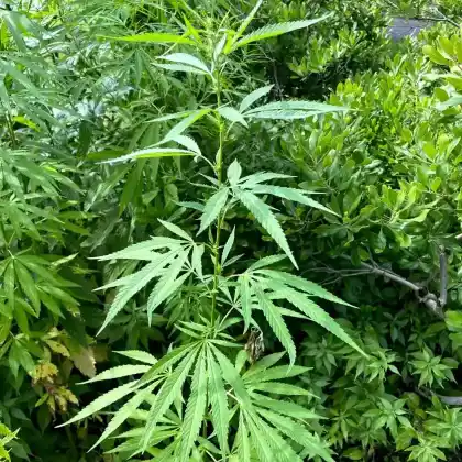 Foto von Gewöhnlicher Hanf (Cannabis sativa)