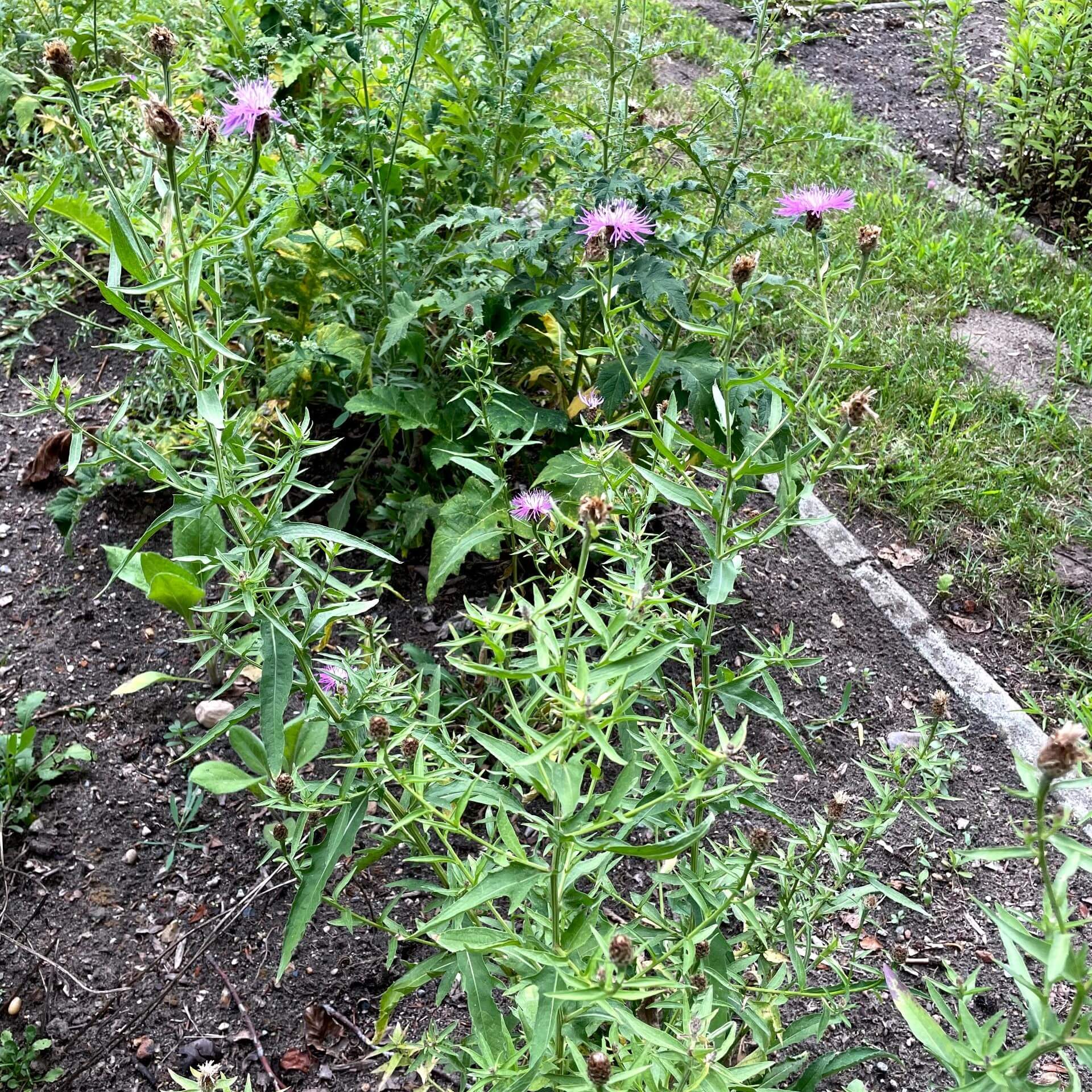 Phrygische Flockenblume (Centaurea phrygia)