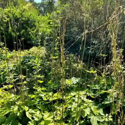 Foto von Lanzen-Silberkerze 'Blickfang' (Cimicifuga racemosa var. cordifolia 'Blickfang')