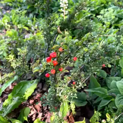 Foto von Kleine Bogenmispel (Cotoneaster adpressus)