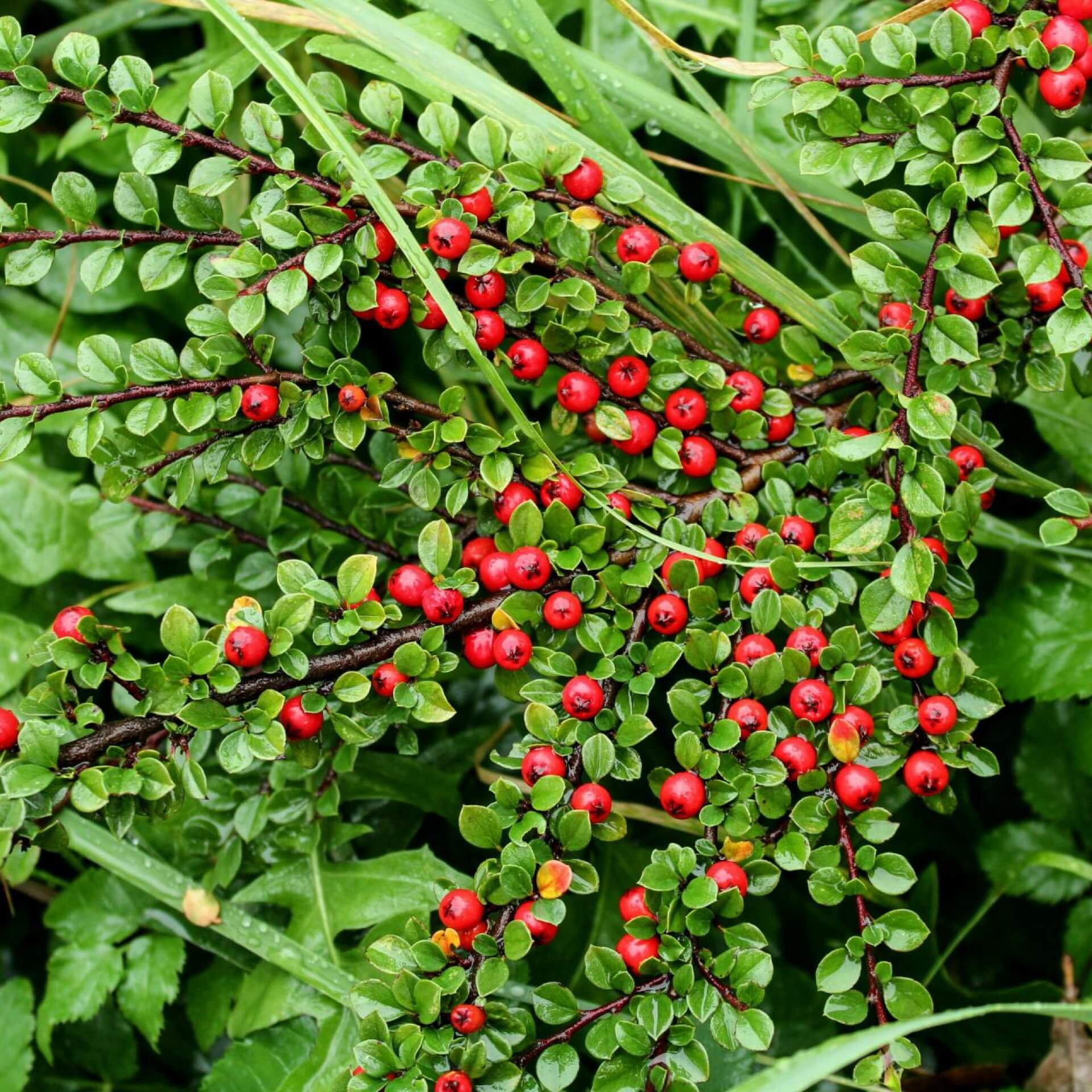 Fruchtmispel (Cotoneaster franchetii)