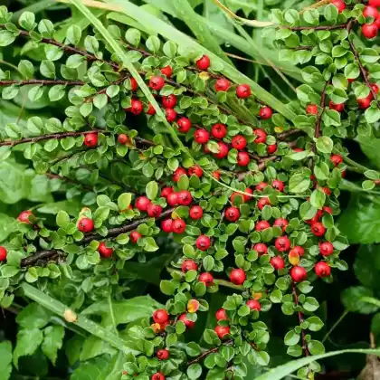 Foto von Fruchtmispel (Cotoneaster franchetii)