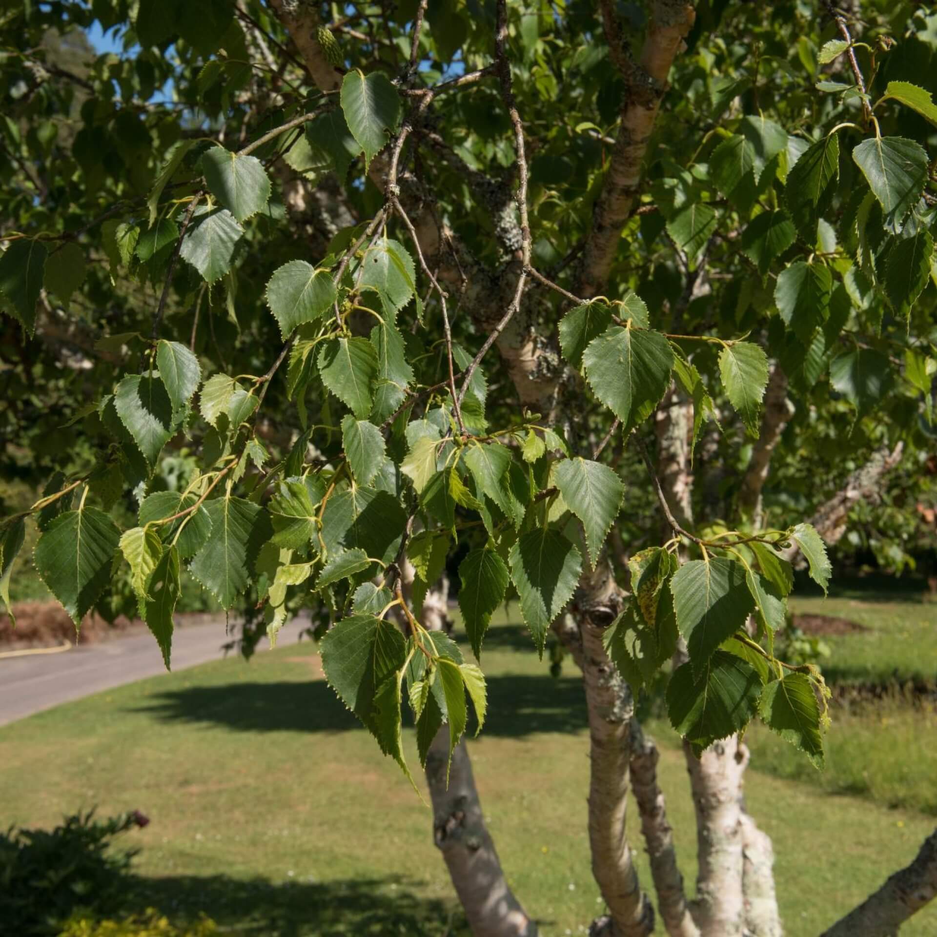 Gold-Birke Hybride (Betula ermanii)