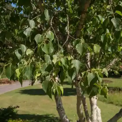 Foto von Gold-Birke Hybride (Betula ermanii)