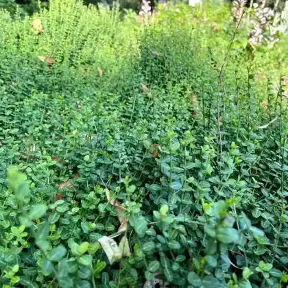 Foto von Kriechspindel 'Minimus' (Euonymus fortunei 'Minimus')