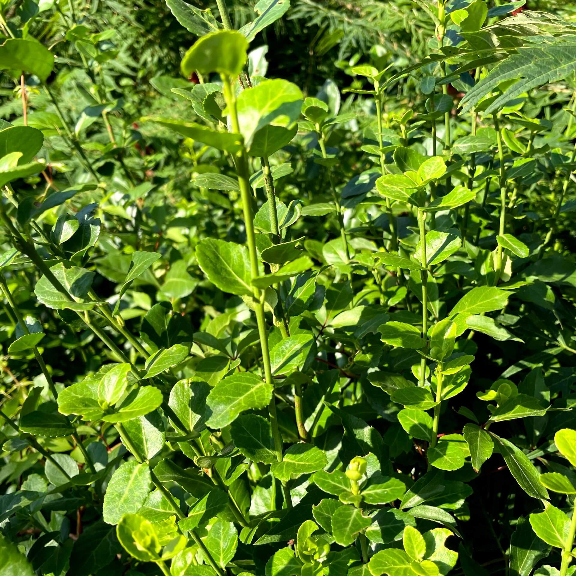 Immergrüne Kriechspindel (Euonymus fortunei var. radicans)