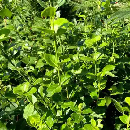 Foto von Immergrüne Kriechspindel (Euonymus fortunei var. radicans)