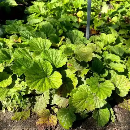 Foto von Nelkenwurz 'Georgenberg' (Geum x heldreichii 'Georgenberg')