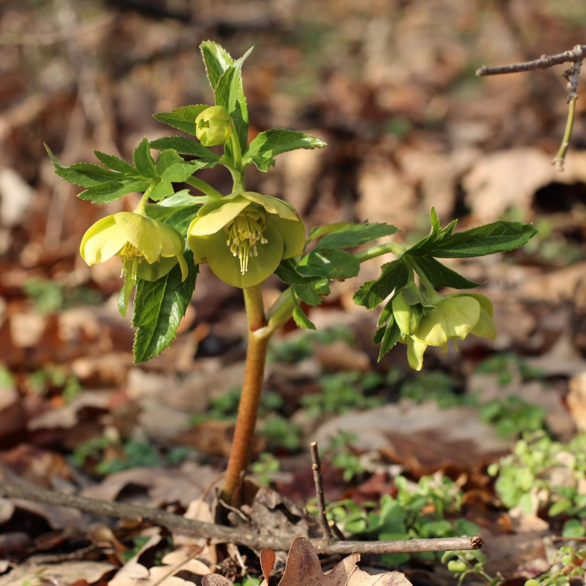 Wohlriechende Nieswurz (Helleborus odorus)