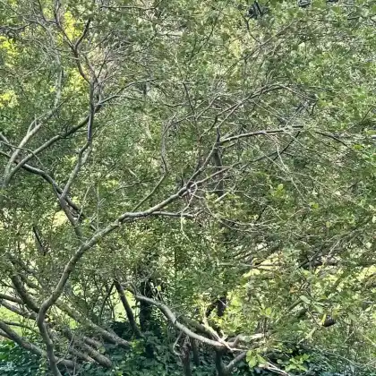 Foto von Niedrige Birke (Betula humilis)