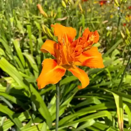 Foto von Taglilie 'Plena' (Hemerocallis fulva 'Plena')