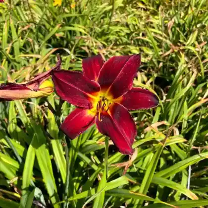 Foto von Taglilie 'Arriba' (Hemerocallis x hybrida 'Arriba')