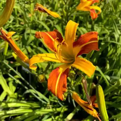 Foto von Taglilie 'Jean' (Hemerocallis x hybrida 'Jean')