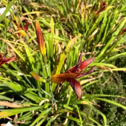 Foto von Taglilie 'Mable Fuller' (Hemerocallis x hybrida 'Mable Fuller')