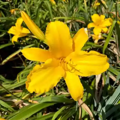Foto von Taglilie 'Mary Todt' (Hemerocallis x hybrida 'Mary Todt')