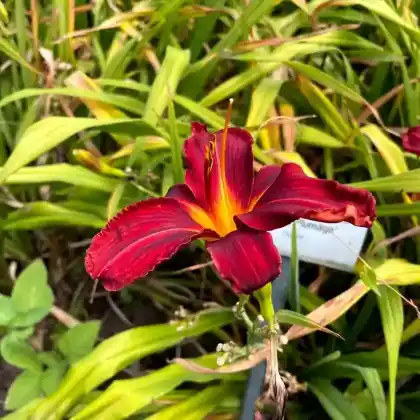 Foto von Taglilie 'Shining Plumage' (Hemerocallis x hybrida 'Shining Plumage')